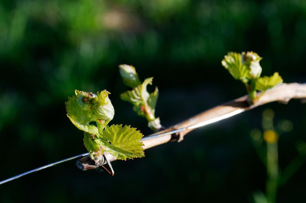 Weingut Winzerzimmer Rothschaedl Лойчах Экстерьер фото